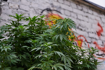 Image showing A close-up photo of fresh marijuana leaves in an urban setting, showcasing the vibrant green foliage of the cannabis plant amidst the cityscape.