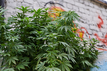 Image showing A close-up photo of fresh marijuana leaves in an urban setting, showcasing the vibrant green foliage of the cannabis plant amidst the cityscape.