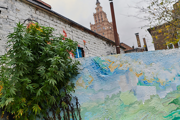 Image showing A close-up photo of fresh marijuana leaves in an urban setting, showcasing the vibrant green foliage of the cannabis plant amidst the cityscape.