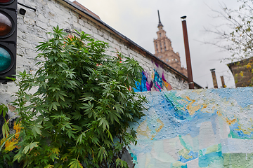 Image showing A close-up photo of fresh marijuana leaves in an urban setting, showcasing the vibrant green foliage of the cannabis plant amidst the cityscape.