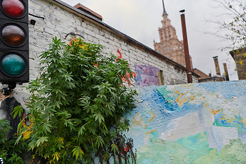 Image showing A close-up photo of fresh marijuana leaves in an urban setting, showcasing the vibrant green foliage of the cannabis plant amidst the cityscape.