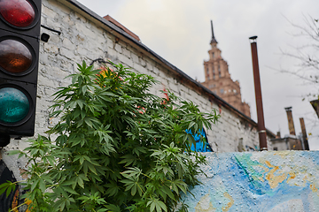 Image showing A close-up photo of fresh marijuana leaves in an urban setting, showcasing the vibrant green foliage of the cannabis plant amidst the cityscape.