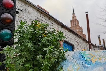 Image showing A close-up photo of fresh marijuana leaves in an urban setting, showcasing the vibrant green foliage of the cannabis plant amidst the cityscape.