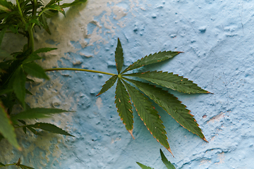 Image showing A close-up photo of fresh marijuana leaves in an urban setting, showcasing the vibrant green foliage of the cannabis plant amidst the cityscape.