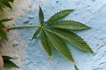 Image showing A close-up photo of fresh marijuana leaves in an urban setting, showcasing the vibrant green foliage of the cannabis plant amidst the cityscape.