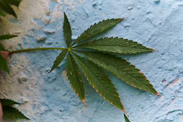 Image showing A close-up photo of fresh marijuana leaves in an urban setting, showcasing the vibrant green foliage of the cannabis plant amidst the cityscape.