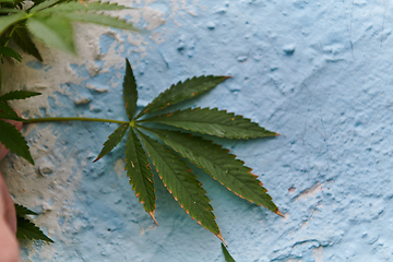 Image showing A close-up photo of fresh marijuana leaves in an urban setting, showcasing the vibrant green foliage of the cannabis plant amidst the cityscape.