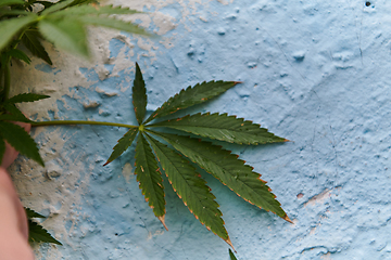 Image showing A close-up photo of fresh marijuana leaves in an urban setting, showcasing the vibrant green foliage of the cannabis plant amidst the cityscape.