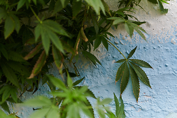 Image showing A close-up photo of fresh marijuana leaves in an urban setting, showcasing the vibrant green foliage of the cannabis plant amidst the cityscape.