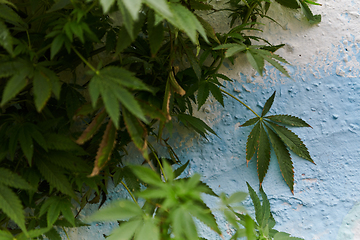 Image showing A close-up photo of fresh marijuana leaves in an urban setting, showcasing the vibrant green foliage of the cannabis plant amidst the cityscape.