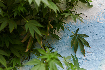 Image showing A close-up photo of fresh marijuana leaves in an urban setting, showcasing the vibrant green foliage of the cannabis plant amidst the cityscape.