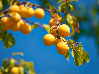 Image showing Health, sustainability and nutrition yellow plums growing in nature on farm or orchard. Organic, tasty fruit on tree, natural and ready for picking and enjoyment. Flavor, healthy source of fiber