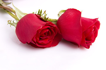 Image showing Red roses