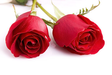 Image showing Two roses
