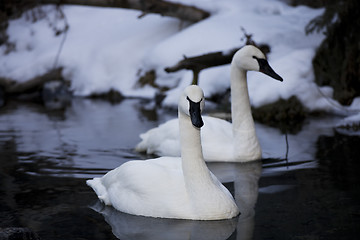 Image showing Trumpeter Swans