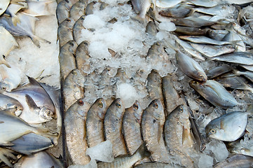 Image showing Fish in supermarket