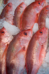 Image showing Red fish