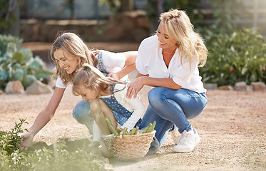 Image showing Sustainability, gardening and family in a garden harvest fresh vegetables in nature. Happy grandmother, mom and young girl pick eco friendly, sustainable and green plant food for nutrition together