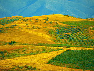 Image showing Agriculture, sustainability and countryside wheat field on a relax nature farm with plant, earth and growth drone view. Blue sky, mountain background and healthy grass environment landscape in spring