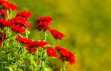 Image showing Flowers, plant and nature with a green floral background during, development and growth season. Beauty, zen and hope of a blossoming red daisy flower in a sustainable environment or garden in spring