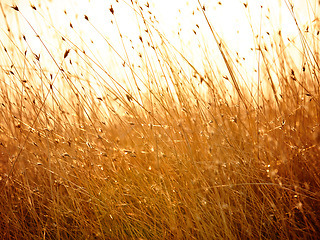 Image showing Wheat field texture or grass and sunshine with retro color for nature or landscape background. Corn field textures and orange plant growth near the countryside with wind, sunrise or sunset