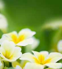 Image showing Spring flowers, leaf and green mockup of a primrose with in a garden or nature environment. Flower growth, plant life and floral plants growing in a natural background park field with mock up