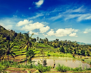 Image showing Green rice terraces