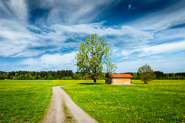 Image showing Summer meadow