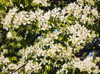 Image showing Apple tree blossoming branch