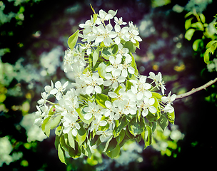 Image showing Apple tree blossoming branch