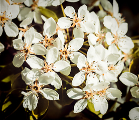 Image showing Apple tree blossoming branch