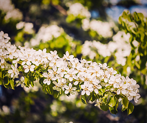 Image showing Apple tree blossoming branch