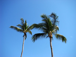 Image showing Palm trees