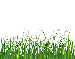 Image showing Green Grass Meadow