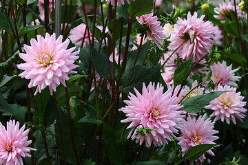 Image showing Dahlia