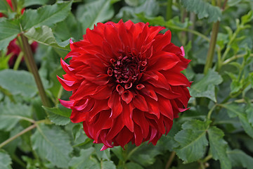 Image showing Dahlia