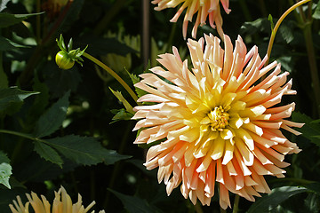 Image showing Dahlia