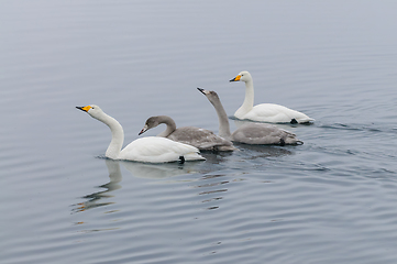 Image showing Family of Whooper Swans Swimming Gracefully in Calm Waters at Tw