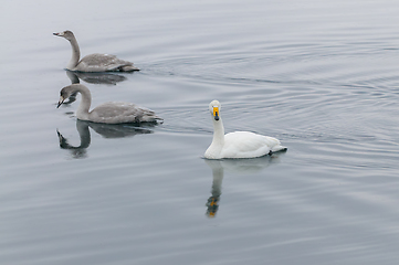 Image showing Serene Swans Gliding Peacefully on a Misty Lake at Early Dawn