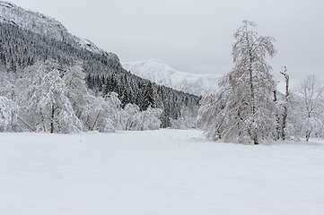 Image showing Serene Winter Landscape Captured After Fresh Snowfall in Mountai