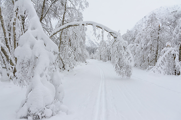 Image showing Serene Winter Wonderland Featuring a Snow-covered Archway of Tre