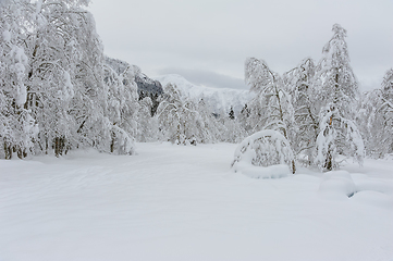 Image showing Snow-Blanketed Forest Landscape Captured After snowfall