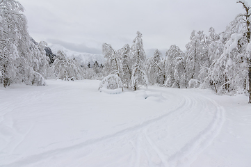 Image showing Snow-Covered Trees and Landscape After a Heavy Winter Snowfall