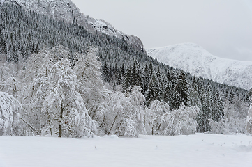 Image showing Winter Wonderland, Snow-Covered Trees and Mountains After Fresh 