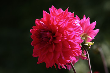 Image showing Dahlia