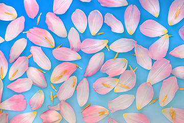 Image showing Pink Spring Tulip Flower Petal Background
