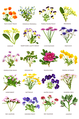 Image showing European and British Flower and Wildflower Collection