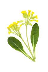 Image showing Cowslip Flower Plant Natural Herbal Medicine