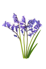 Image showing Bluebell Flower Bouquet Arrangement for Spring 