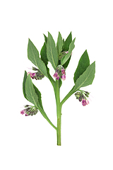 Image showing Comfrey Herb Plant with Flowers used in Herbal Medicine